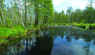 Kampinos. Szlaki. U bram Puszczy