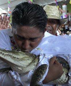Burmistrz poślubił aligatora. Gadzina miała piękną suknię