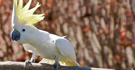 Kakadu z Sydney nauczyły się obsługiwać publiczne dystrybutory z wodą