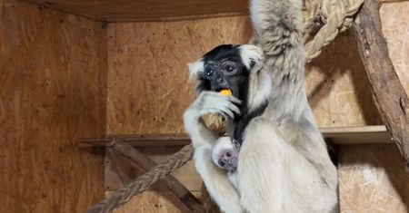 Kolejny maluch w płockim ogrodzie zoologicznym! Ten gatunek także jest zagrożony wyginięciem