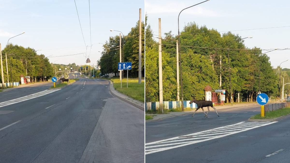 Łoś przebiegający przez ul. Orkana w Lublinie