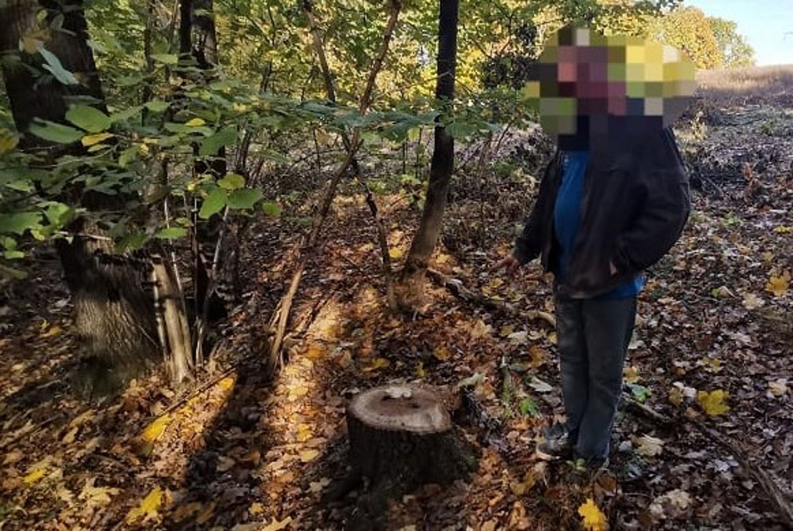 Mieszkaniec Bolkowa poszedł do lasu. Chciał "dorobić". Grozi mu 5 lat więzienia
