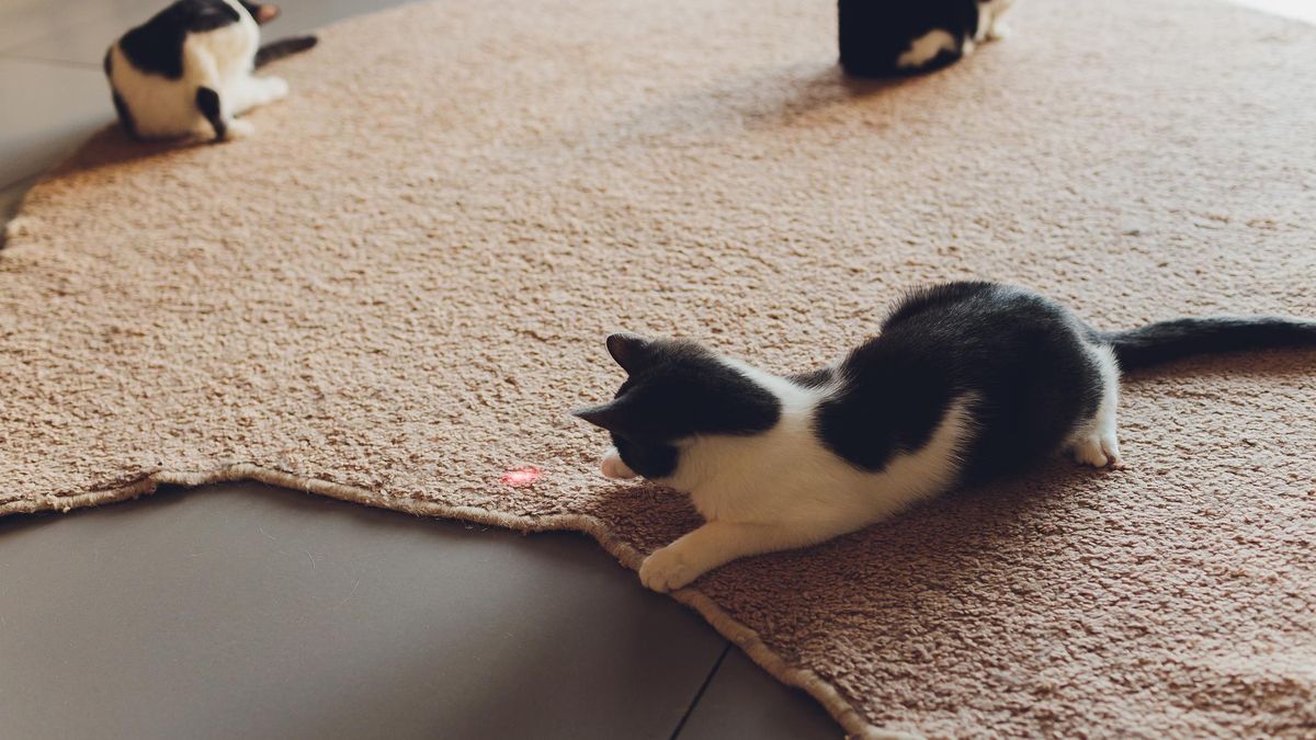 Niemożność faktyczniego złapania czerwonego światełka może prowadzić do frustracji