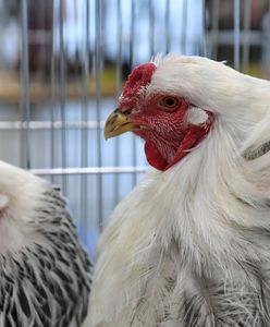 Czechy chcą zakazać chowu klatkowego w całej Unii Europejskiej