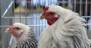 Czechy chcą zakazać chowu klatkowego w całej Unii Europejskiej