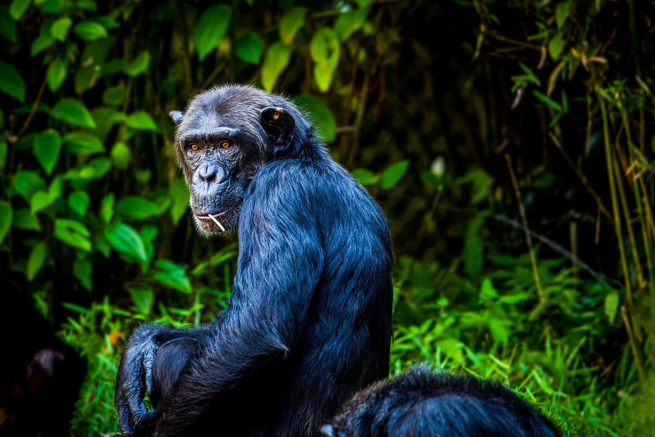 Trąd atakuje szympansy. Zaraźliwa choroba nie oszczędza człekokształtnych małp - Zdjęcie ilustracyjne