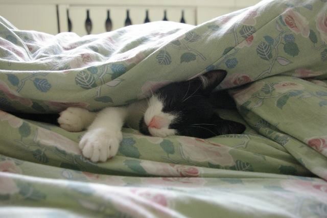 Kilka szybkich ujęć, czyli fotografowanie domowego zwierza smartfonem 7