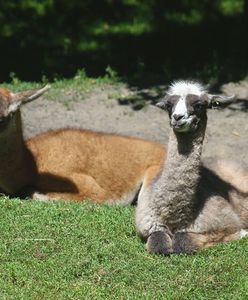 W zoo urodziły się lamy i zebra (ZDJĘCIA)