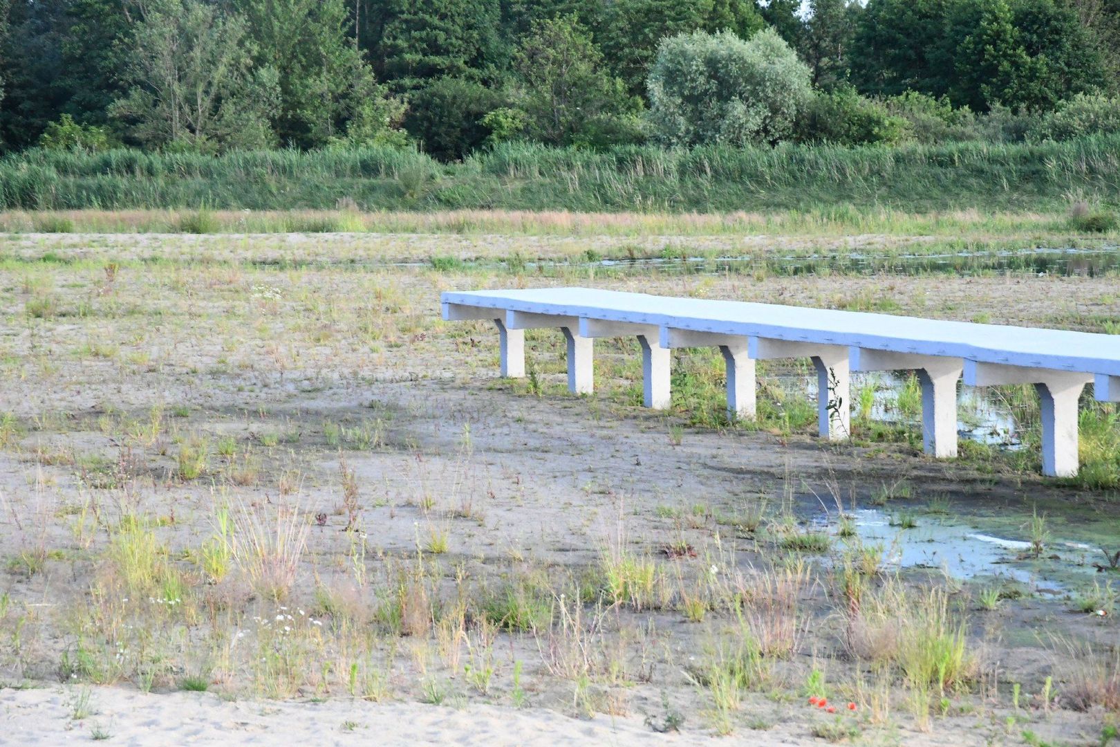 Na razie dno zbiornika w Radzanowie jest częściowo odsłonięte i coraz bujniej zajęte przez roślinność. 