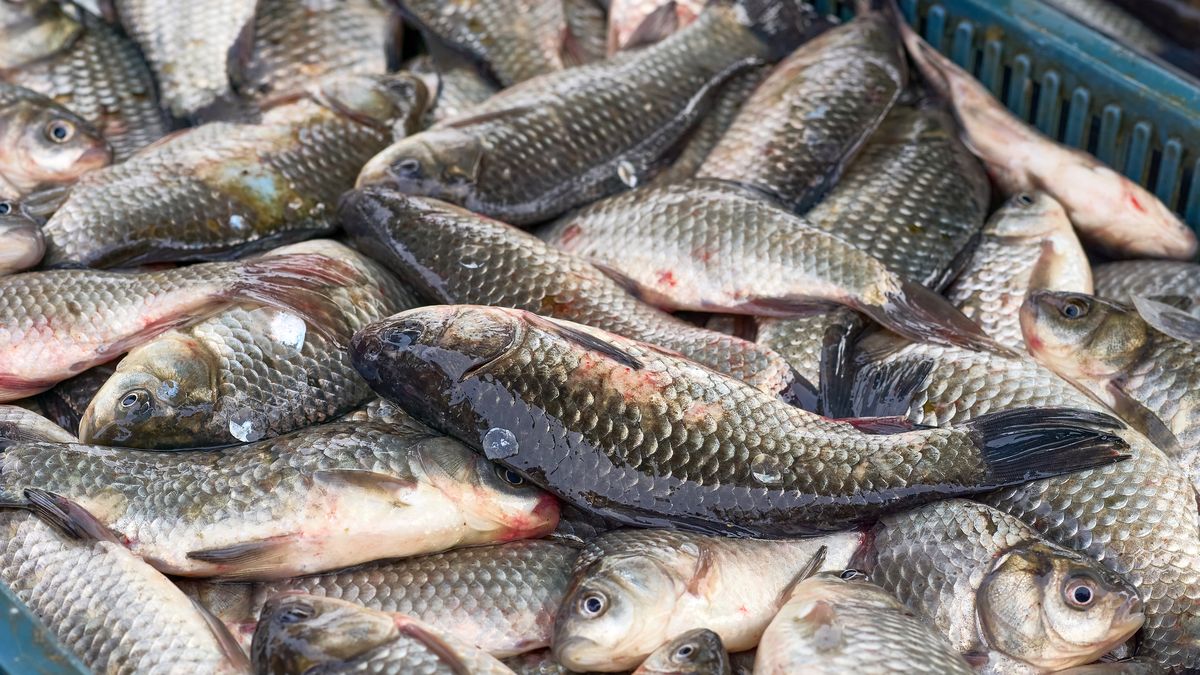 Świeże karpie w markecie