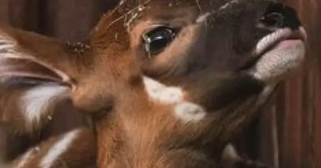 Warszawa. Imię dla małej bongini. Zoo prosi o podpowiedź