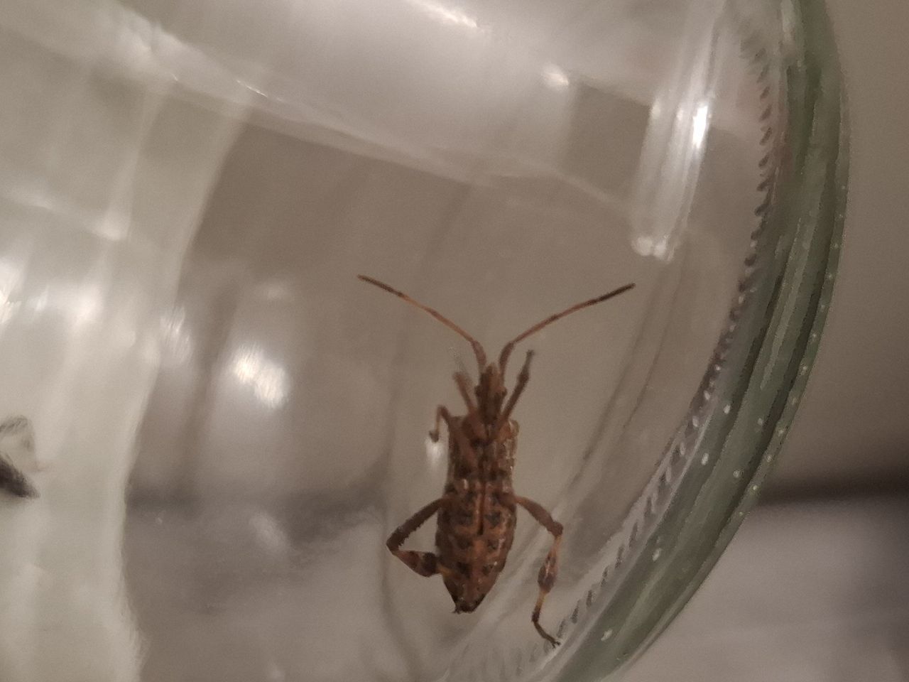 Wtyki amerykańskie wchodzą do domów. Pluskwiaki chowają się na zimę