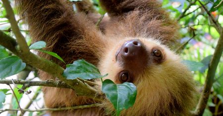 Kostaryka: #stopanimalselfies, czyli nie rób selfie z dzikimi zwierzętami