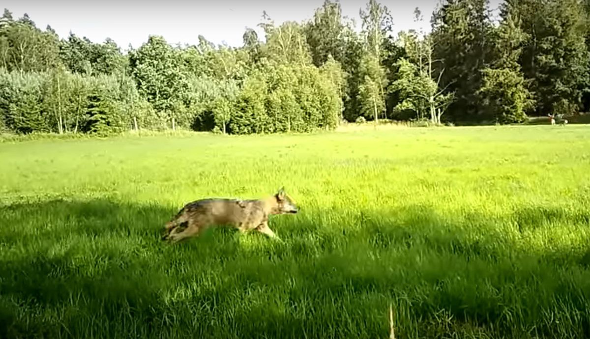 Fotopułapka uchwyciła polowanie wilków 