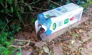 Wkrótce ruszą na żer. Wystarczy karton, by powstrzymać inwazję