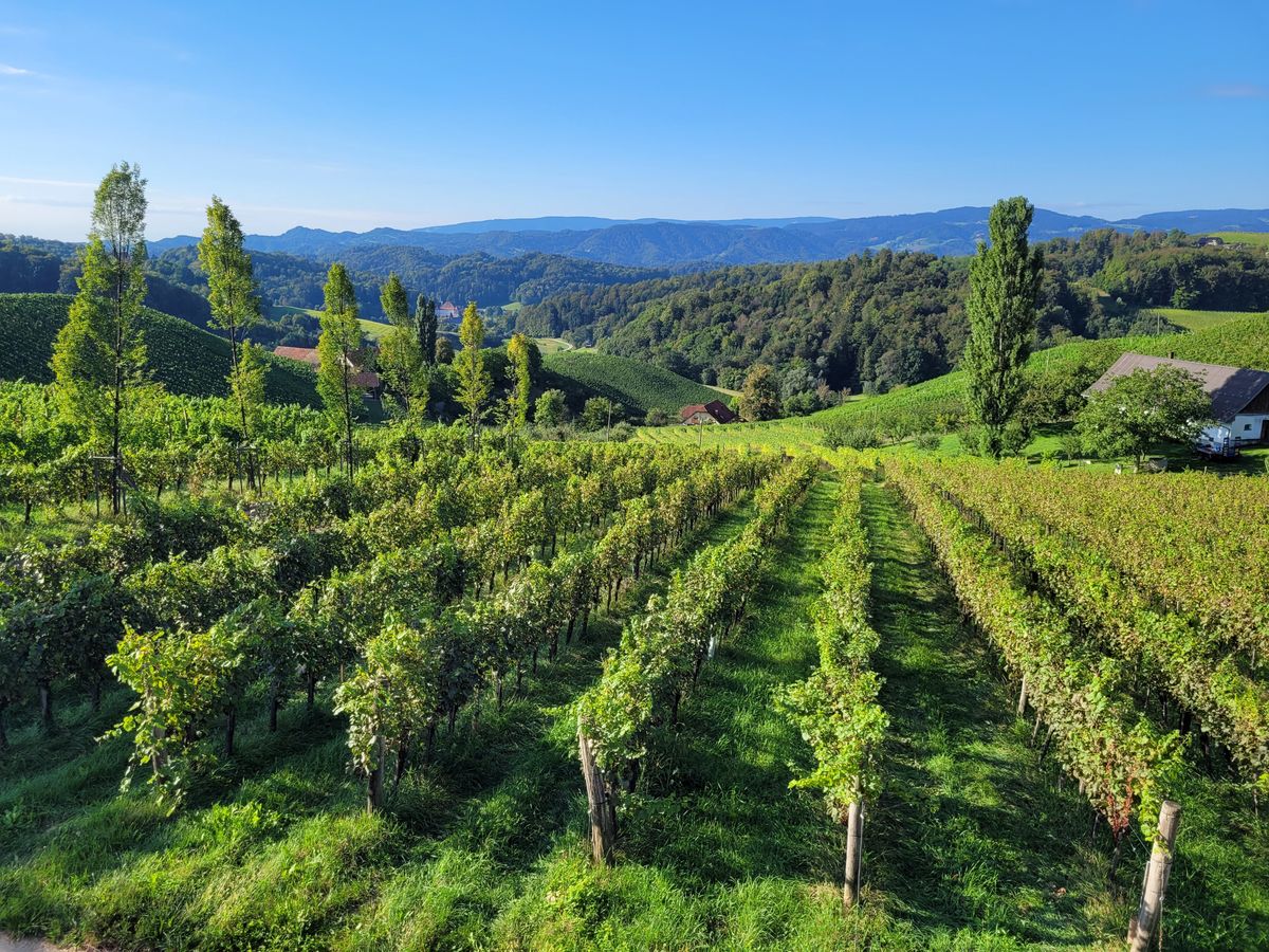 Słoweńskie winnice zachwycają