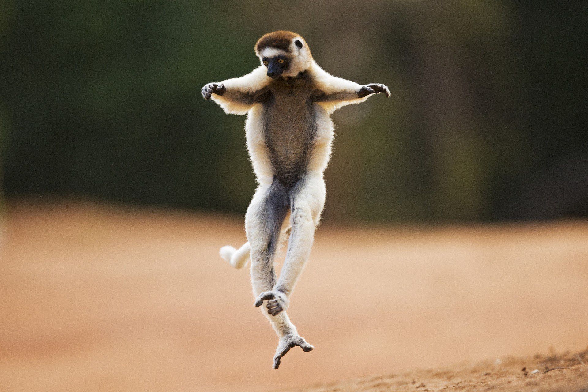 Lemur Park w Rumi