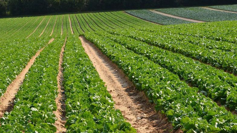 Uprawa sałaty, która trafia do polskich Big Maców.