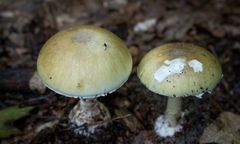 Obiecujące odkrycie: Antidotum na najbardziej trujący grzyb na świecie