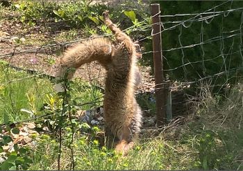 Boli od samego patrzenia. Trudna akcja strażników