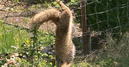 Boli od samego patrzenia. Trudna akcja strażników