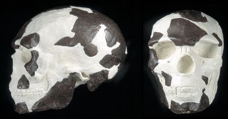 Poprawka w datowaniu. Najstarszy Homo sapiens starszy, niż sądzono
