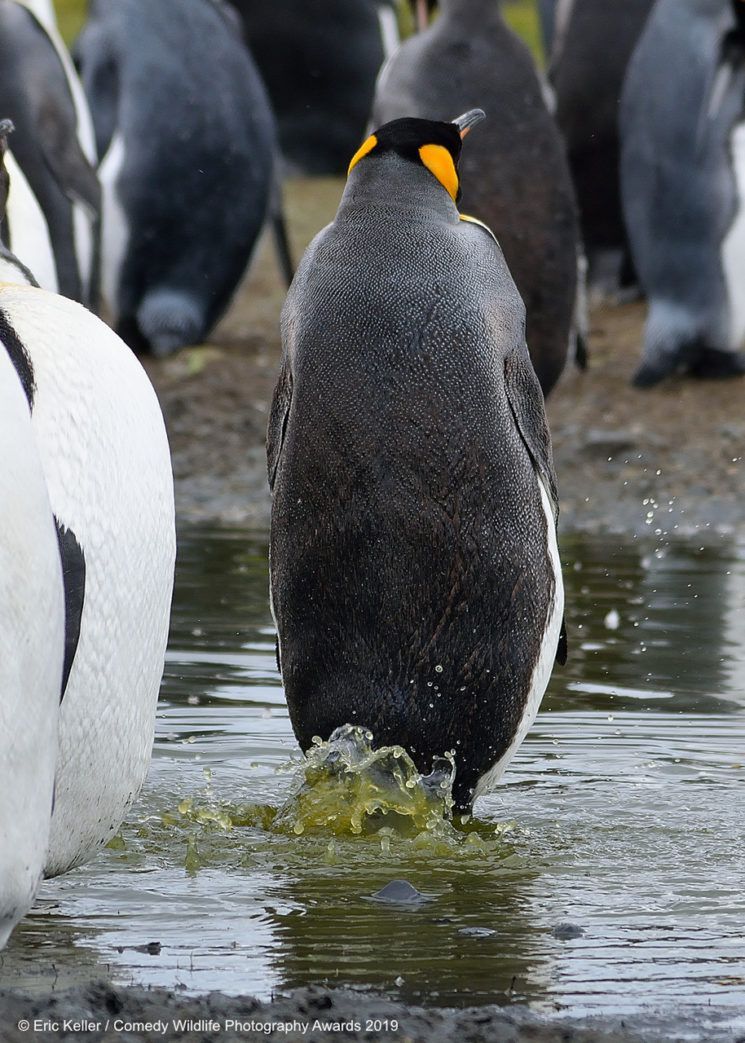 Najśmieszniejsze zwierzęta w konkursie Comedy Wildlife Photography Awards 2019 11