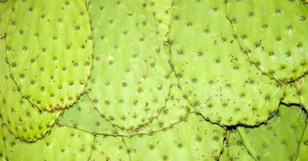 Surowy nopal