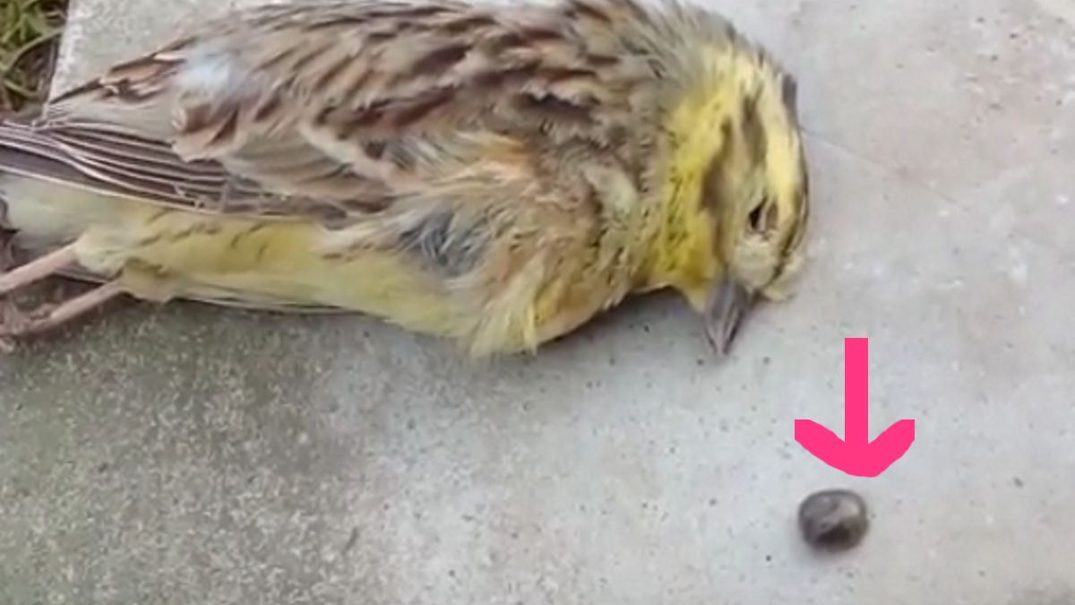 Ptak i kleszcz gołębi