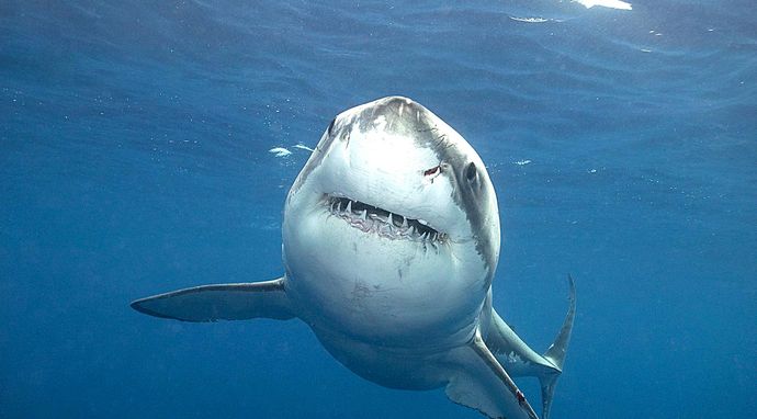 Człowiek w roli ofiary 3