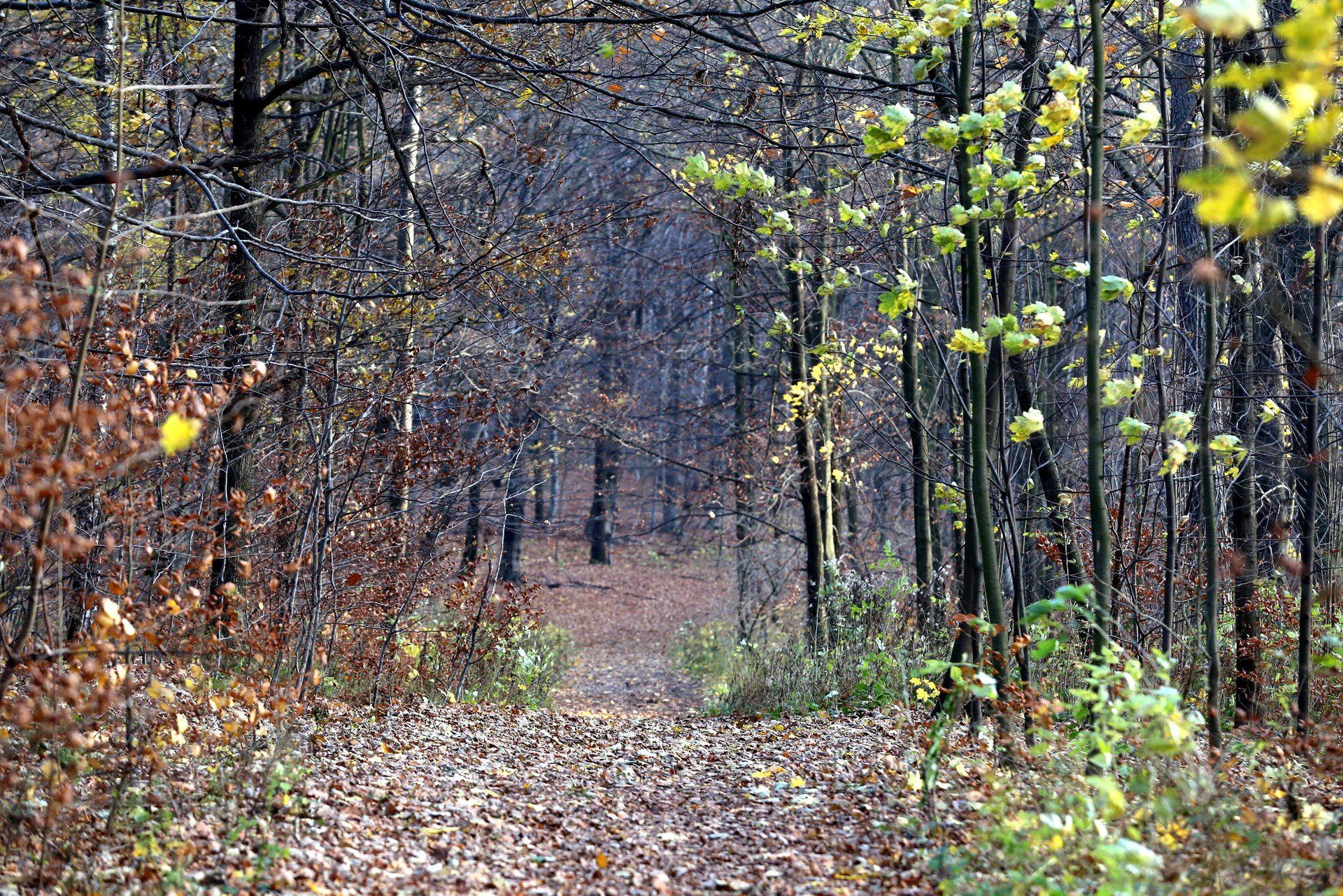 Rezerwat Segiet – Bytom / Tarnowskie Góry