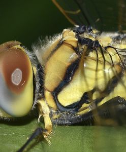 Plaga egipska w hrabstwie Los Angeles. Kłopotliwa inwazja małych intruzów