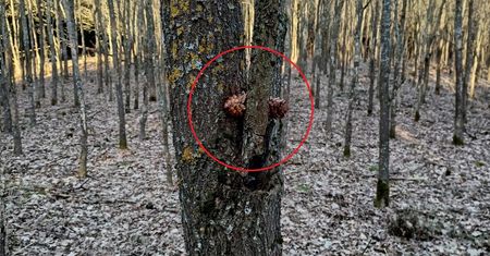 "Niemożliwy" widok na drzewie. Leśnicy mówią, co to oznacza