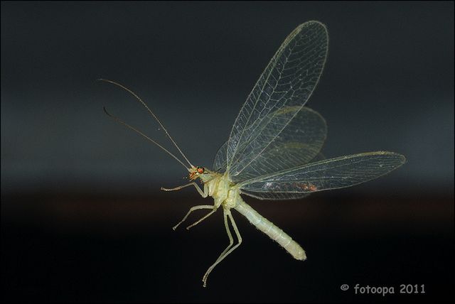 Fotodziadek powraca z nowym monstrum do fotografii makro 3