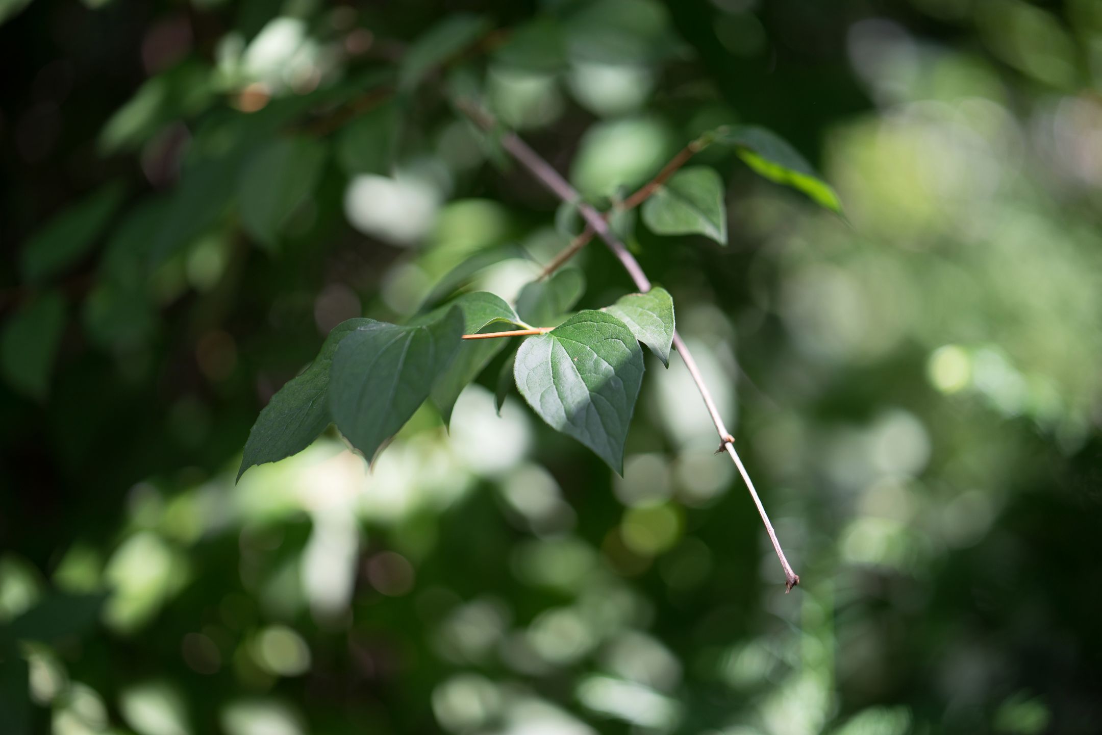 Zeiss Batis 85 mm f/1.8 za 5000 zł kontra Jupiter 9 85 mm f/2 za 400 zł - sprawdzamy czy 40-letni obiektyw pokaże magię sprzed lat 44