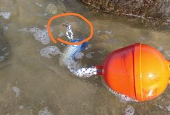 Kołobrzeg. SOR i szycie nogi po spacerze w wodzie. Kierownik kąpieliska wyjaśnia, skąd się wzięły metalowe pręty w Bałtyku