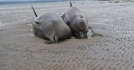 Makabra na plaży. Znaleźli martwe wieloryby. Winny jest człowiek