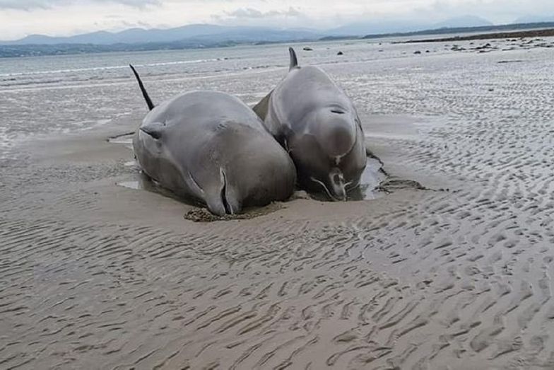 Makabra na plaży. Znaleźli martwe wieloryby. Winny jest człowiek