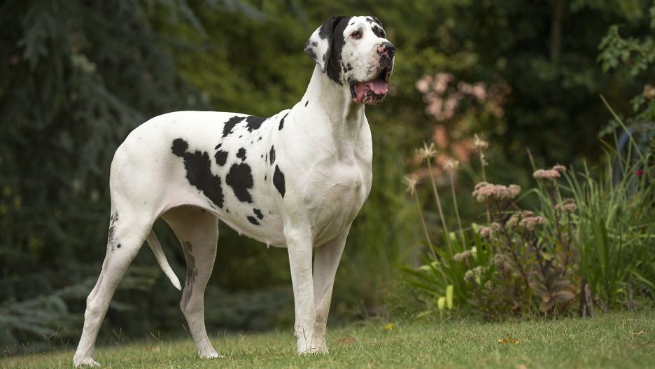 Dog niemiecki. Zdjęcie ilustracyjne
