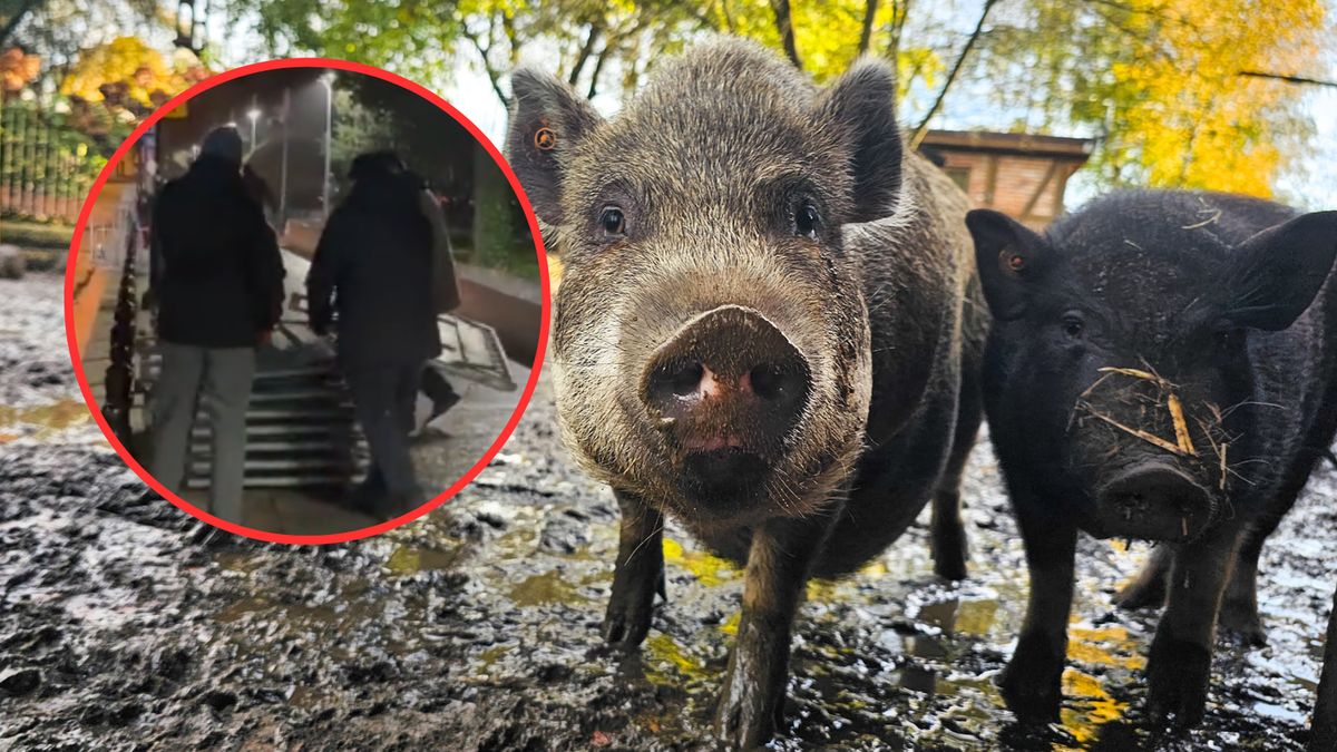 Nie da się ukryć, że świnki są bardzo zainteresowane sejmowymi barierkami