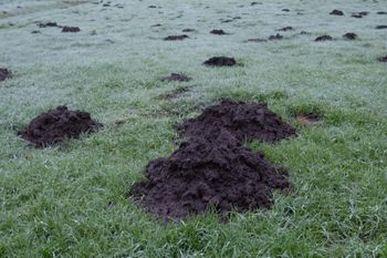 Wystarczy wbić w ziemię. Niezawodny sposób na krety i nornice