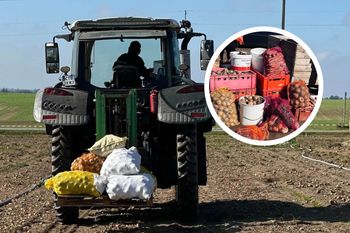 Zamiast oddawać na skup za grosze, sprzedają prosto z pola. W weekend zapraszają do Wilkowa