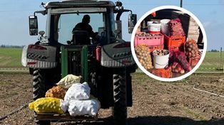 Zamiast oddawać na skup za grosze, sprzedają prosto z pola. W weekend zapraszają do Wilkowa