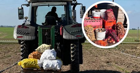 Zamiast oddawać na skup za grosze, sprzedają prosto z pola. W weekend zapraszają do Wilkowa