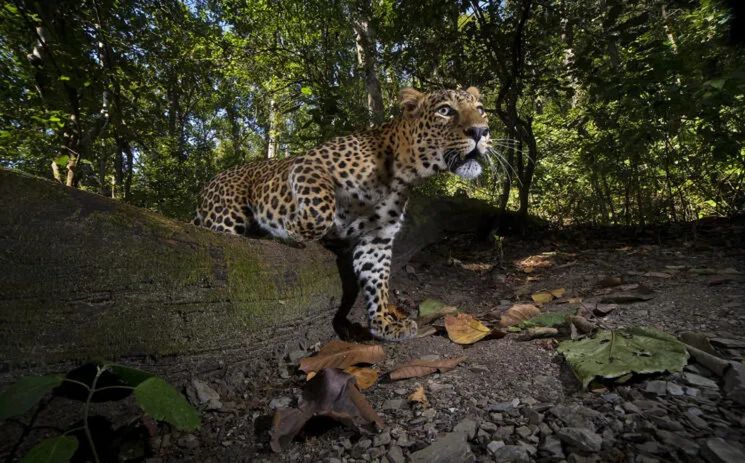 Niezwykłe zdjęcia pokazują, jaka naprawdę jest natura – piękna i niebezpieczna 8