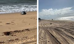 Tajemnicze kule na plaży w Queensland. Ruszyła szeroko zakrojona akcja
