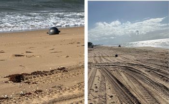 Tajemnicze kule na plaży w Queensland. Ruszyła szeroko zakrojona akcja