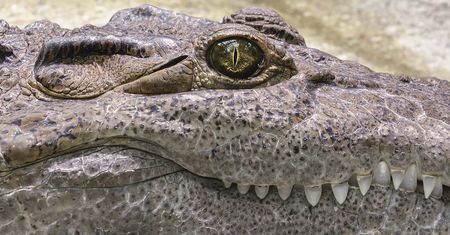 Był "szefem rzeki". Największy krokodyl, jakiego nosiła Australia