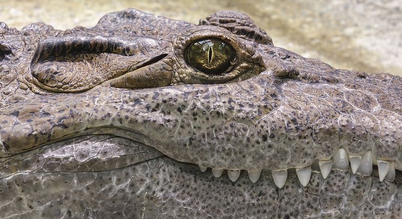 Był "szefem rzeki". Największy krokodyl, jakiego nosiła Australia
