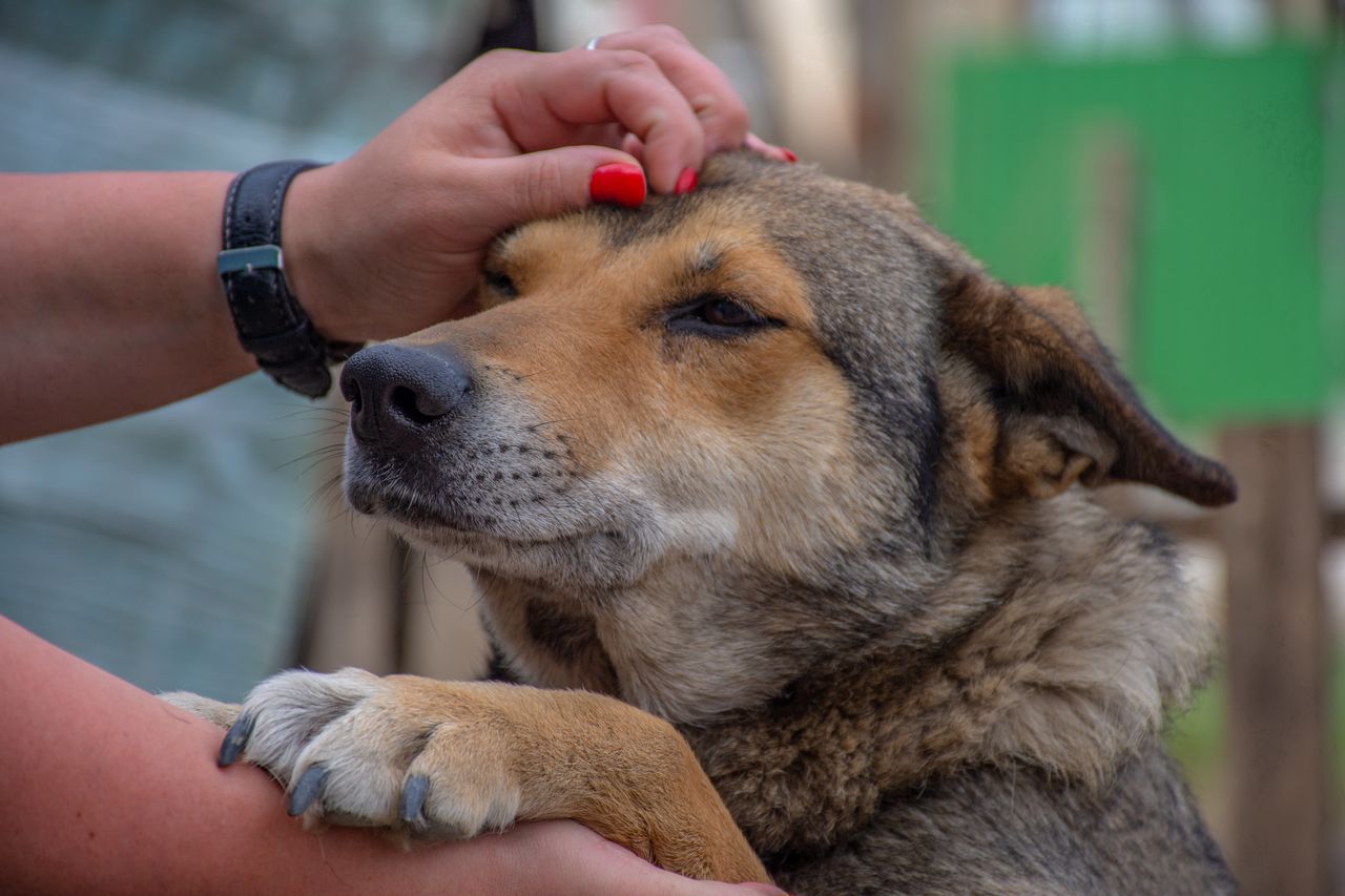 Ubezpieczenie psa - ile kosztuje i co obejmuje?